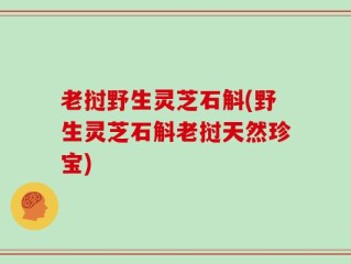 老挝野生灵芝石斛(野生灵芝石斛老挝天然珍宝)