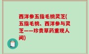 西洋参五指毛桃灵芝(五指毛桃、西洋参与灵芝——珍贵草药重现人间)