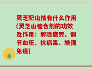 灵芝配山楂有什么作用(灵芝山楂合剂的功效及作用：解除疲劳、调节血压、抗病毒、增强免疫)