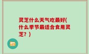 灵芝什么天气吃最好(什么季节最适合食用灵芝？)