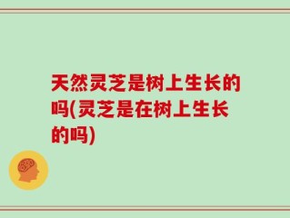 天然灵芝是树上生长的吗(灵芝是在树上生长的吗)