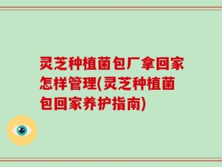 灵芝种植菌包厂拿回家怎样管理(灵芝种植菌包回家养护指南)