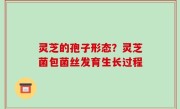 灵芝的孢子形态？灵芝菌包菌丝发育生长过程