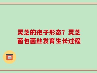灵芝的孢子形态？灵芝菌包菌丝发育生长过程