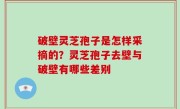 破壁灵芝孢子是怎样采摘的？灵芝孢子去壁与破壁有哪些差别