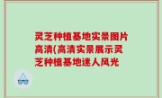 灵芝种植基地实景图片高清(高清实景展示灵芝种植基地迷人风光
