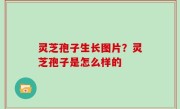 灵芝孢子生长图片？灵芝孢子是怎么样的