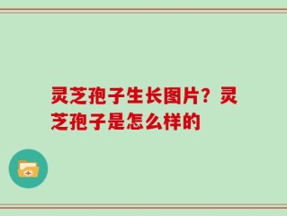 灵芝孢子生长图片？灵芝孢子是怎么样的