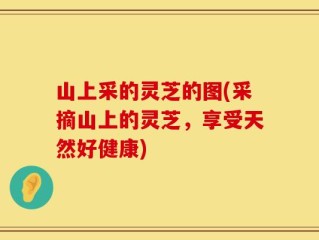山上采的灵芝的图(采摘山上的灵芝，享受天然好健康)