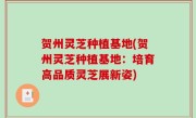 贺州灵芝种植基地(贺州灵芝种植基地：培育高品质灵芝展新姿)