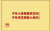千年人参葛根灵芝片(千年灵芝葛根人参片)
