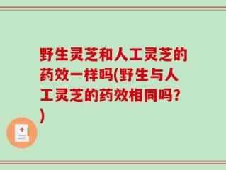 野生灵芝和人工灵芝的药效一样吗(野生与人工灵芝的药效相同吗？)