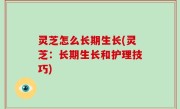 灵芝怎么长期生长(灵芝：长期生长和护理技巧)