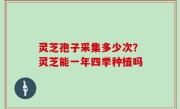 灵芝孢子采集多少次？灵芝能一年四季种植吗