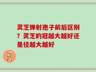 灵芝弹射孢子前后区别？灵芝的冠越大越好还是径越大越好
