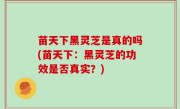 苗天下黑灵芝是真的吗(苗天下：黑灵芝的功效是否真实？)