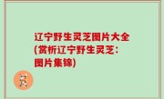 辽宁野生灵芝图片大全(赏析辽宁野生灵芝：图片集锦)