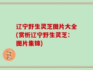 辽宁野生灵芝图片大全(赏析辽宁野生灵芝：图片集锦)
