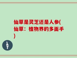 仙草是灵芝还是人参(仙草：植物界的多面手)