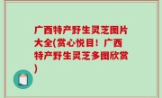 广西特产野生灵芝图片大全(赏心悦目！广西特产野生灵芝多图欣赏)