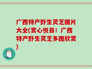 广西特产野生灵芝图片大全(赏心悦目！广西特产野生灵芝多图欣赏)