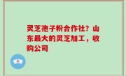 灵芝孢子粉合作社？山东最大的灵芝加工，收购公司