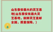 山东泰安最大的灵芝基地(山东泰安有最大灵芝基地，新鲜灵芝直邮全国，质量保障。)