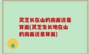 灵芝长在山的南面还是背面(灵芝生长地在山的南面还是背面)