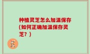 种植灵芝怎么加温保存(如何正确加温保存灵芝？)