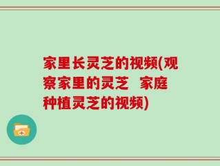 家里长灵芝的视频(观察家里的灵芝  家庭种植灵芝的视频)