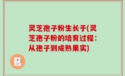 灵芝孢子粉生长于(灵芝孢子粉的培育过程：从孢子到成熟果实)