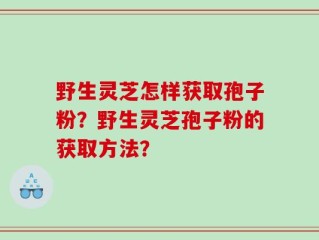 野生灵芝怎样获取孢子粉？野生灵芝孢子粉的获取方法？