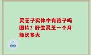 灵芝子实体中有孢子吗图片？野生灵芝一个月能长多大
