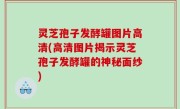 灵芝孢子发酵罐图片高清(高清图片揭示灵芝孢子发酵罐的神秘面纱)