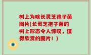 树上为啥长灵芝孢子菌图片(长灵芝孢子菌的树上形态令人惊叹，值得欣赏的图片！)