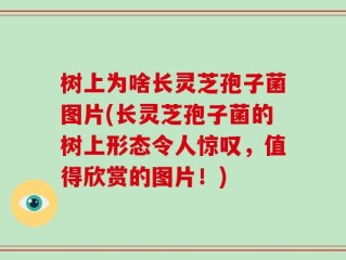 树上为啥长灵芝孢子菌图片(长灵芝孢子菌的树上形态令人惊叹，值得欣赏的图片！)