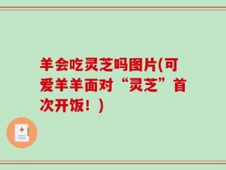 羊会吃灵芝吗图片(可爱羊羊面对“灵芝”首次开饭！)