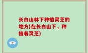 长白山林下种植灵芝的地方(在长白山下，种植着灵芝)
