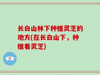 长白山林下种植灵芝的地方(在长白山下，种植着灵芝)
