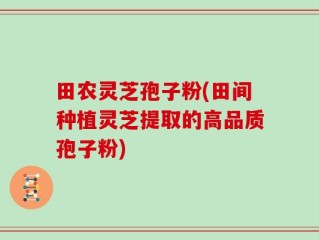 田农灵芝孢子粉(田间种植灵芝提取的高品质孢子粉)