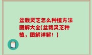 盆栽灵芝怎么种植方法图解大全(盆栽灵芝种植，图解详解！)