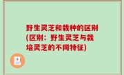 野生灵芝和栽种的区别(区别：野生灵芝与栽培灵芝的不同特征)