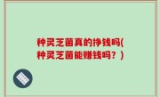 种灵芝菌真的挣钱吗(种灵芝菌能赚钱吗？)