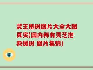 灵芝抱树图片大全大图真实(国内稀有灵芝抱救援树 图片集锦)
