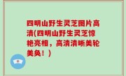 四明山野生灵芝图片高清(四明山野生灵芝惊艳亮相，高清清晰美轮美奂！)