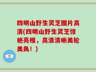 四明山野生灵芝图片高清(四明山野生灵芝惊艳亮相，高清清晰美轮美奂！)