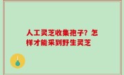 人工灵芝收集孢子？怎样才能采到野生灵芝
