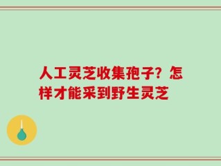 人工灵芝收集孢子？怎样才能采到野生灵芝