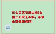 三七灵芝石斛山楂(山楂三七灵芝石斛，带来全面健康保障)