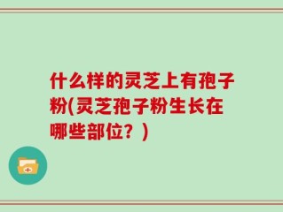 什么样的灵芝上有孢子粉(灵芝孢子粉生长在哪些部位？)